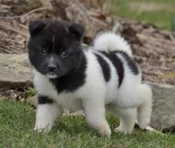 Lovely Akita Puppies for Pet Lovers
