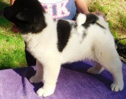 Lovely Akita Puppies Searching For Good Homes.