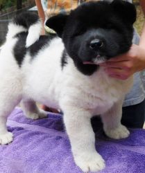 Beautiful Akita Puppies For Sale.