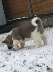 Male & Female Akita puppies ready for loving new home.