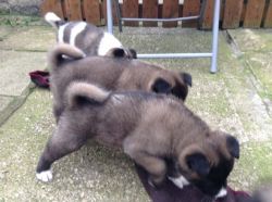 beautiful litter of Akita puppies for adoption