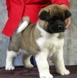 Akita Pups For Sale