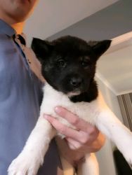 Akita pups ready to leave now