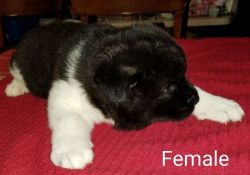 AKC AKITA PUPPIES FOR SALE