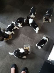 Dogs and puppies for sale