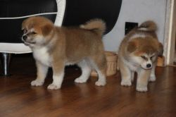 Akita Puppies Available For Rehoming