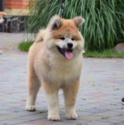 NEW!!!Elite Akita puppy from Europe with excellent