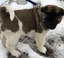 Black and White Male and Female Akita Puppies