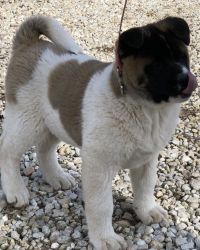 AKC American Akita Puppies Male and Female