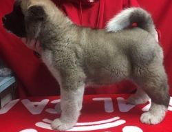 Gorgeous Quality Akita Male and Female Puppies