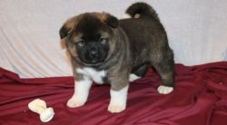 Adorable Male and Female Akita Puppies
