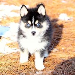 adorable Pomsky puppies for sale