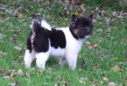 Akita Inu Puppies For Sale!!