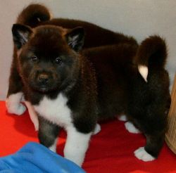 AKC reg. Akita puppies, male and female