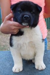 Well socialized male and female Akita Puppies for sale