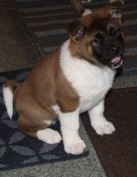 Astonished Akita puppies ready for sale