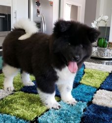 Affectionate Akita Puppies for Sale.