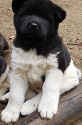 Adorable Akita puppies for sale now