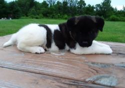 Akita Puppy for Sale