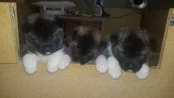 AKC Registered Purebred Akita Puppies