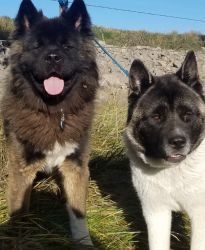 Pure bred Akita puppies Akc registered
