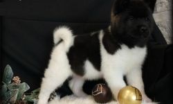 AKC Reg. Akita Puppies For Sale