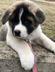 Adorable M/F Akita Puppies for new homes