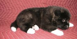 Sweet and Great Puppies of Akita for sale