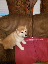 Handsome akc registered akita puppy