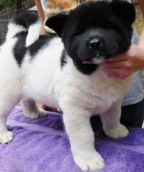 Adorable Akita Puppies for sale.