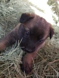 Sheppard/Akita puppies for sale