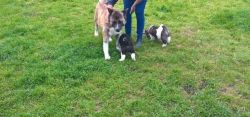 Female and Male Akita Puppies for your homes