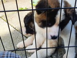 Akita puppies for urgent adoption.