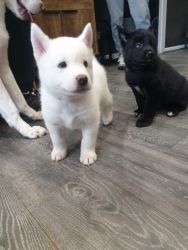 Outstanding Akita puppies