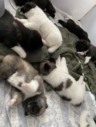 American Akita pups for sale