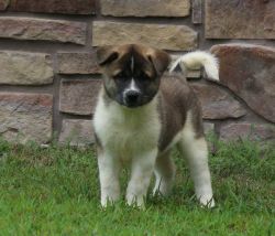 Meet Kuma the AKITA puppy and family