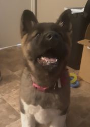 5 month old akita female intact