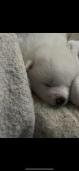 Japanese Akita Puppies For Sale!