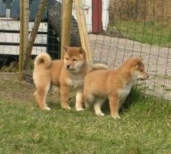healthy Male and Female Akita Inu puppies