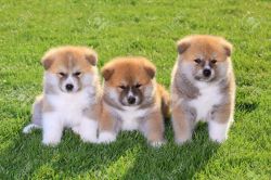 Akita Inu puppies for sale