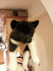 Akita Pup For Sale