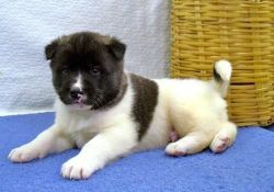 Sweet Akita puppies