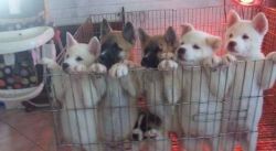 Healthy Akita Puppies available,