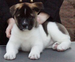 Cute Akita Puppies Available Now For Adoption