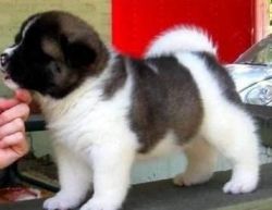 efre akita puppies ready to go