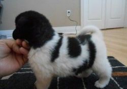 Akita Inu Puppy for Adoption