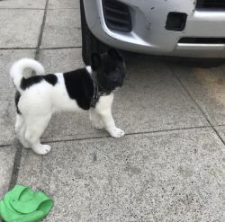 Black and white Akita puppy