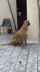 India’s one &only mastiff breed Bullkutta any one interested contact