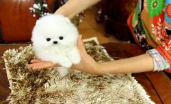 playful, and Pomeranian stunner for christmas