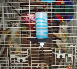 Cute and Adorable capuchin monkeys For Adoption